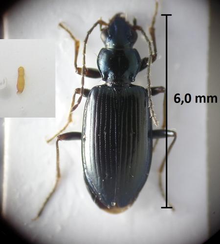 Bembidion fasciolatum